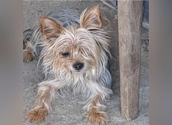 Gizmo sucht Anschluss