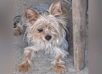 Gizmo sucht Anschluss