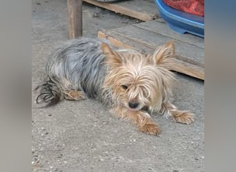 Gizmo sucht Anschluss