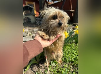 Mike, geboren 14.02.2021, 24cm sucht sein Körbchen