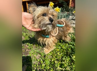 Mike, geboren 14.02.2021, 24cm sucht sein Körbchen