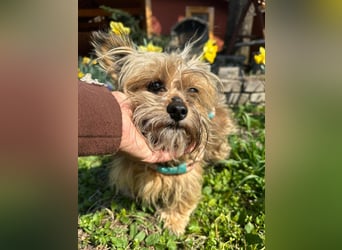 Mike, geboren 14.02.2021, 24cm sucht sein Körbchen