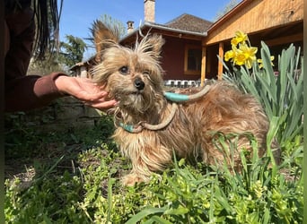 Mike, geboren 14.02.2021, 24cm sucht sein Körbchen