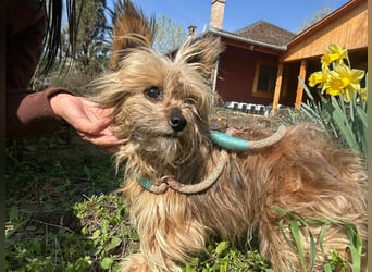 Mike, geboren 14.02.2021, 24cm sucht sein Körbchen