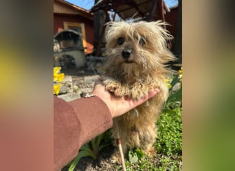 Mike, geboren 14.02.2021, 24cm sucht sein Körbchen