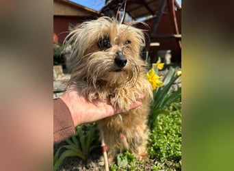 Mike, geboren 14.02.2021, 24cm sucht sein Körbchen