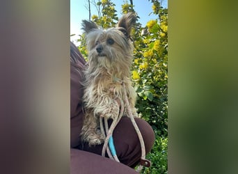 Mike, geboren 14.02.2021, 24cm sucht sein Körbchen