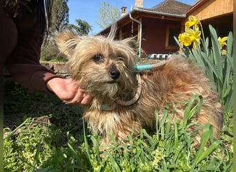 Mike, geboren 14.02.2021, 24cm sucht sein Körbchen