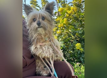 Mike, geboren 14.02.2021, 24cm sucht sein Körbchen