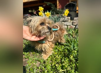 Mike, geboren 14.02.2021, 24cm sucht sein Körbchen