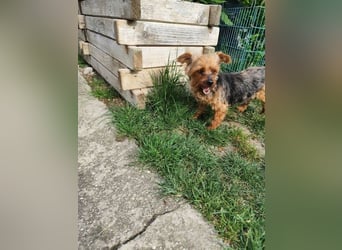 BARBI - wer schenkt mir glückliche Stunden voller Liebe und Geborgenheit?