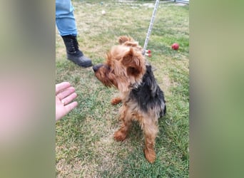BARBI - wer schenkt mir glückliche Stunden voller Liebe und Geborgenheit?