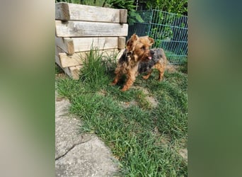 BARBI - wer schenkt mir glückliche Stunden voller Liebe und Geborgenheit?