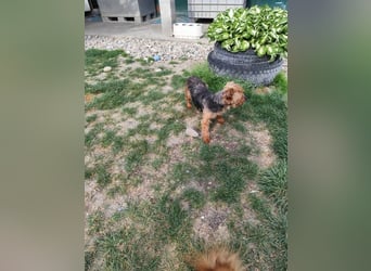 BARBI - wer schenkt mir glückliche Stunden voller Liebe und Geborgenheit?