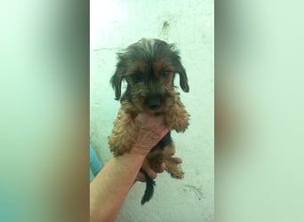 Füles, süßes Yorkshire Terrier Mix Welpen Mädchen geb. 2025