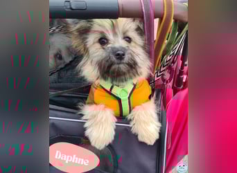 Daphne – verspielt, neugierig