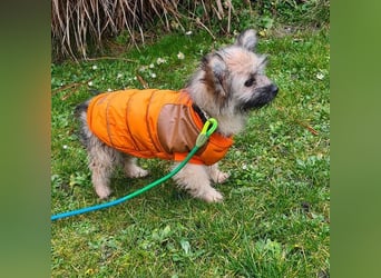 Daphne – verspielt, neugierig