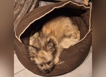 Daphne – verspielt, neugierig