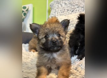 Daphne SR – verspielt, neugierig