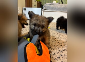 Daphne SR – verspielt, neugierig