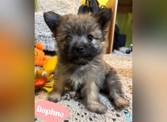 Daphne SR – verspielt, neugierig