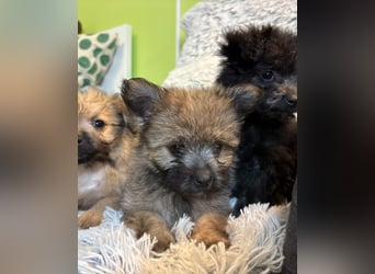 Daphne SR – verspielt, neugierig