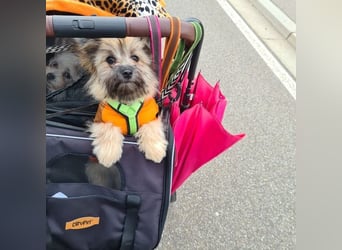 Daphne DE – verspielt, neugierig