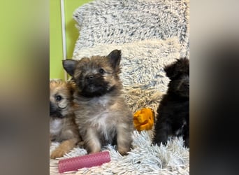 Daphne SR – verspielt, neugierig