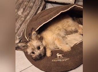 Daphne DE – verspielt, neugierig