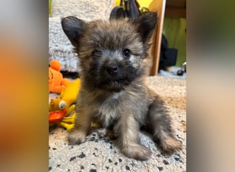 Daphne SR – verspielt, neugierig