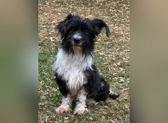 ♥FINJA♥ neu auf Pflegestelle bei Köln - zuckersüße, liebe, noch unsichere kleine Hündin 25 cm