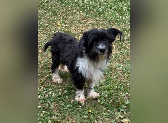 ♥FINJA♥ neu auf Pflegestelle bei Köln - zuckersüße, verschmuste, anhängliche Mini-Hündin 25cm