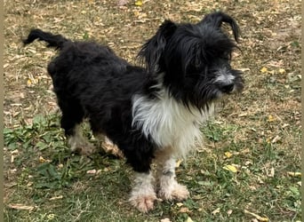♥FINJA♥ neu auf Pflegestelle bei Köln - zuckersüße, verschmuste, anhängliche Mini-Hündin 25cm