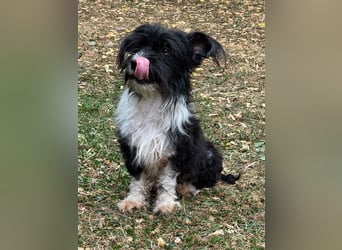 ♥FINJA♥ neu auf Pflegestelle bei Köln - zuckersüße, liebe, noch unsichere kleine Hündin 25 cm