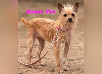 Madam Mim geb. 01/2017 (ESP) - Yorkshire-Terrier-Mix-Dame sucht ein liebevolles Zuhause!