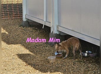 Madam Mim geb. 01/2017 (ESP) - Yorkshire-Terrier-Mix-Dame sucht ein liebevolles Zuhause!