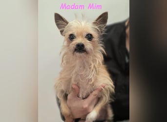 Madam Mim geb. 01/2017 (ESP) - Yorkshire-Terrier-Mix-Dame sucht ein liebevolles Zuhause!