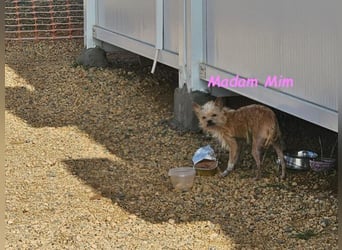 Madam Mim geb. 01/2017 (ESP) - Yorkshire-Terrier-Mix-Dame sucht ein liebevolles Zuhause!