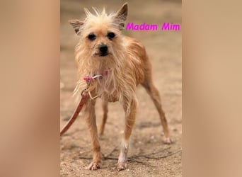 Madam Mim geb. 01/2017 (ESP) - Yorkshire-Terrier-Mix-Dame sucht ein liebevolles Zuhause!