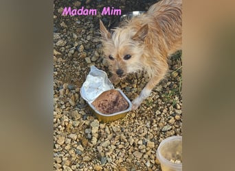 Madam Mim geb. 01/2017 (ESP) - Yorkshire-Terrier-Mix-Dame sucht ein liebevolles Zuhause!