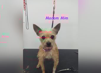 Madam Mim geb. 01/2017 (ESP) - Yorkshire-Terrier-Mix-Dame sucht ein liebevolles Zuhause!
