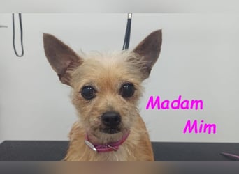 Madam Mim geb. 01/2017 (ESP) - Yorkshire-Terrier-Mix-Dame sucht ein liebevolles Zuhause!