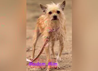 Madam Mim geb. 01/2017 (ESP) - Yorkshire-Terrier-Mix-Dame sucht ein liebevolles Zuhause!