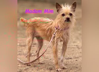 Madam Mim geb. 01/2017 (ESP) - Yorkshire-Terrier-Mix-Dame sucht ein liebevolles Zuhause!