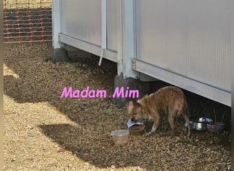 Madam Mim geb. 01/2017 (ESP) - Yorkshire-Terrier-Mix-Dame sucht ein liebevolles Zuhause!