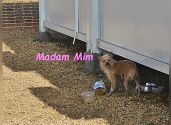 Madam Mim geb. 01/2017 (ESP) - Yorkshire-Terrier-Mix-Dame sucht ein liebevolles Zuhause!