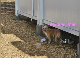 Madam Mim geb. 01/2017 (ESP) - Yorkshire-Terrier-Mix-Dame sucht ein liebevolles Zuhause!