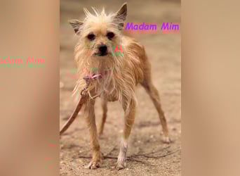 Madam Mim geb. 01/2017 (ESP) - Yorkshire-Terrier-Mix-Dame sucht ein liebevolles Zuhause!