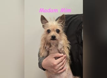 Madam Mim geb. 01/2017 (ESP) - Yorkshire-Terrier-Mix-Dame sucht ein liebevolles Zuhause!