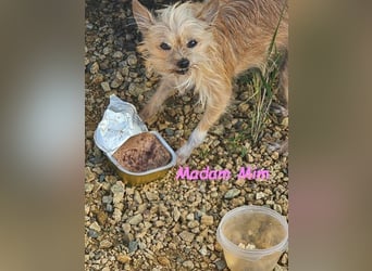 Madam Mim geb. 01/2017 (ESP) - Yorkshire-Terrier-Mix-Dame sucht ein liebevolles Zuhause!